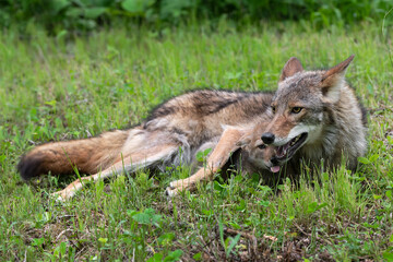 Coyote Pup (Canis latrans) Lies Under Adult Summer