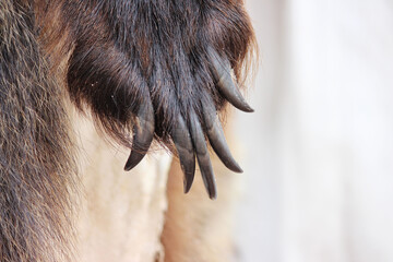 skin and claws on the paw of a brown wolverine. Fur Fair on the City Day holiday in Russia - obrazy, fototapety, plakaty