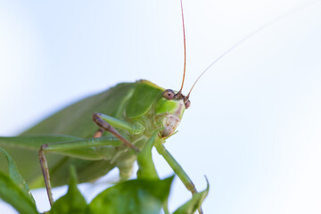 Saltamontes 