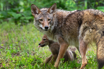 Naklejka na ściany i meble Adult Coyote (Canis latrans) Stands Over Pup Summer