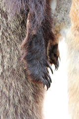skin and claws on the paw of a brown wolverine. Fur Fair on the City Day holiday in Russia