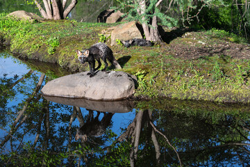Adult Cross Fox (Vulpes vulpes) Stares Out From Rock Reflected Kit Huddled in Background Summer