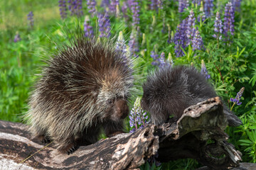 Porcupine (Erethizon dorsatum) and Porcupette Meet on Log Summer
