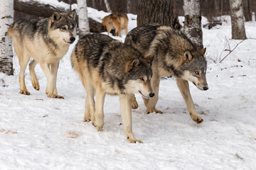 Pack of Grey Wolves (Canis lupus) Stalk Out of Woods Winter