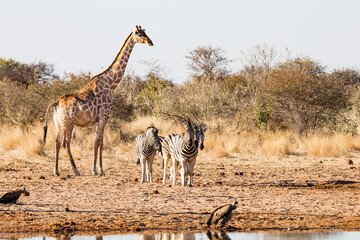 Meeting at a waterhole in Etosha National Park, Namibia. a giraffe, several zebras and two vultures peacefully enjoy the drinking water