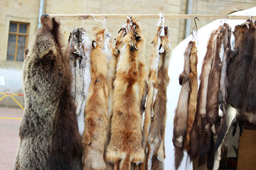 several animal skins hang on the beam: bear, wolf, fox, ermine, mink, wolverine. Siberian gifts at...