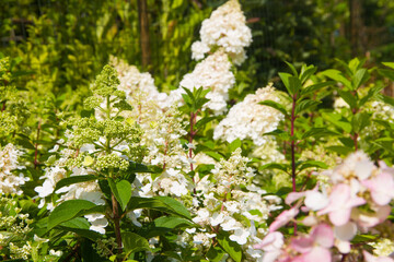 Cross section of flowers in a flower shop
