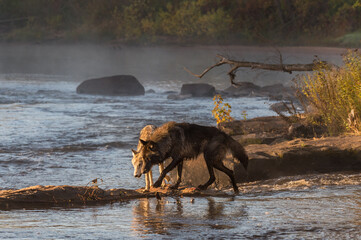 Black Phase Grey Wolf (Canis lupus) And Younger Wolf Walk Atop River Rapids Autumn © geoffkuchera