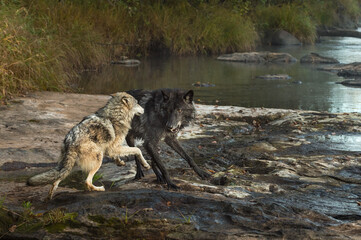 Black Phase Grey Wolf (Canis lupus) And Younger Wolf Play Along Shore Autumn