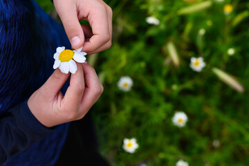 Hands of a teenager plucking a daisy