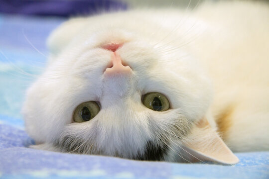 Primo piano di gatto bianco sdraiato supino