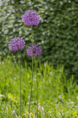 Obraz premium Purple flower of the perennial herbaceous plant Allium Wallichii from the family Alliaceae