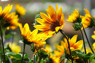 Blooming Helianthus (Latin - Heliantus annuus)