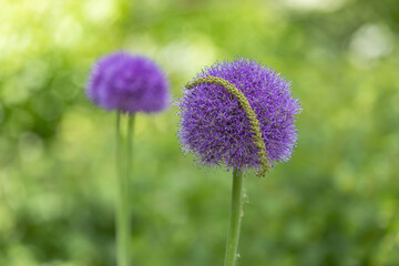 Purple flower of the perennial herbaceous plant Allium Wallichii from the family Alliaceae