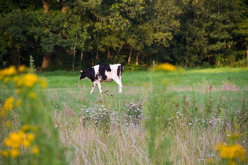 A herd of cows grazing in an open field
