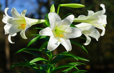 Fototapeta na wymiar Fragrant white and yellow trumpet flowers of Easter Lily flowers (lilium longiflorum) in the spring