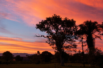 Nuvens rosadas ao pôr-do-sol com silhueta de árvores em primeiro plano. 
