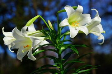 Fragrant white and yellow trumpet flowers of Easter Lily flowers (lilium longiflorum) in the spring