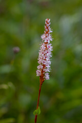 Bistorta affinis fleece flower in bloom, beautiful white purple knotweed Himalayan bistort flowering plant in the garden