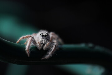 Fotografía Macro
