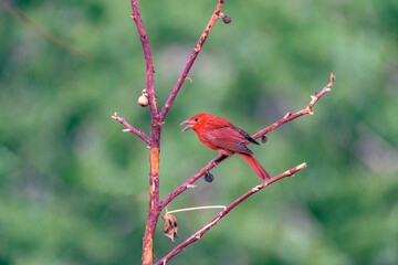 Perching Summer Tanager Piranga rubra