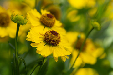 Helenium autumnale common sneezeweed in bloom, bunch of yellow flowering flowers, high shrub with leaves