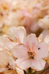 Naklejka premium Beautiful delicate rhododendron