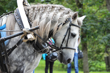 spotted gray horse in apples with a mane braided in pigtails harnessed to a cart for the city day for the children to ride