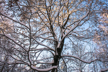 trees in the snow.an old maple tree covered in snow against the winter sky