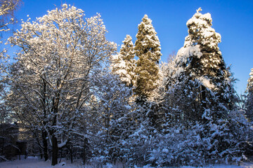 crowns of pines and firs,covered with a thick layer of snow against the blue sky