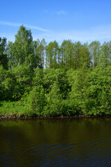 Fototapeta na wymiar The coastal green forest on the river bank grows in two rows: the closest to the water - shrubs, the farthest-tall trees. Their reflection in the water creates a third row..