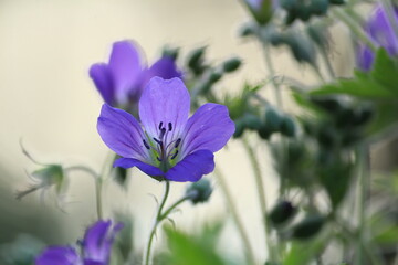Geranium sylvaticum, wood crane's-bill. Blue purple transparent flowers of forest geranium on a...