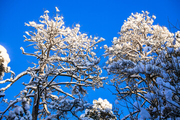 crowns of pines and firs,covered with a thick layer of snow against the blue sky