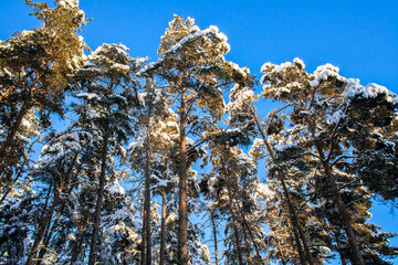 crowns of pines and firs,covered with a thick layer of snow against the blue sky	