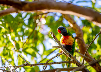 rainbow lorikeet on branch