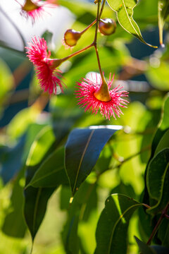 Closeup of red flowering bum, a species of Corymbia blooming in garden,