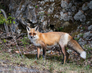 Red Fox Photo. Fox Image. Close-up profile view in the springtime displaying fox tail, fur, in its environment and habitat with a blur rock background and moss and foliage on ground. Portrait. Photo.