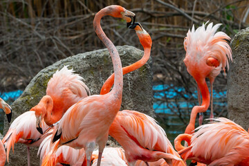 Fototapeta na wymiar Flamingos in courtship. Mating technique. Love in animals. Group of flamingos sunbathing. Wild birds. Fisher birds. Big-winged birds. Animals in love. Love in nature