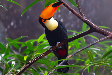 Fototapeta premium Orange-billed toucan perched on a tree branch. Tropical bird. Black feather bird. Oversized bird