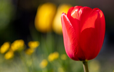 Fototapeta premium Red and yellow tulips in a garden