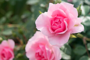 Pink roses growing in the garden. Closeup view. Lots of green leaves in the background.