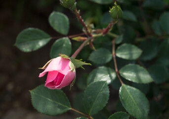 Pink rose bud growing in the garden. Closeup view. Lots of green leaves in the background.