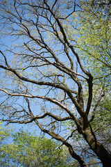 Tree in forest. Blue sky