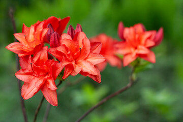 Beautiful azalea flowers