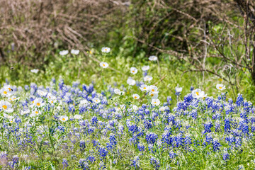 White Prickly Poppy and Blue Bonnets in the Texas hill country.