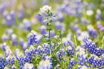 Obraz premium White Prickly Poppy and Blue Bonnets in the Texas hill country.