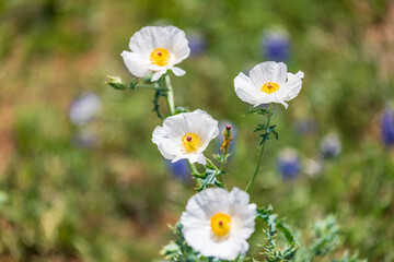 White Prickly Poppy in the Texas hill country.
