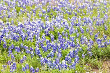 Naklejka premium Bluebonnet wildflowers in the Texas hill country.