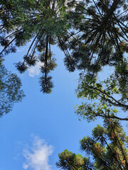 Tree at Canela - RS Brazil