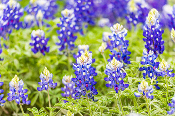 Bluebonnet wildflowers in the Texas hill country.